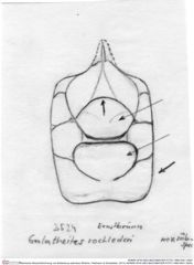 Historische Skizze/Zeichnung von Bullariscus patruliusi (Robins, Feldmann & Schweitzer, 2013) (NHMW-AFW-GEO-BACHMAYER-FOTO-1990-0041-3524)